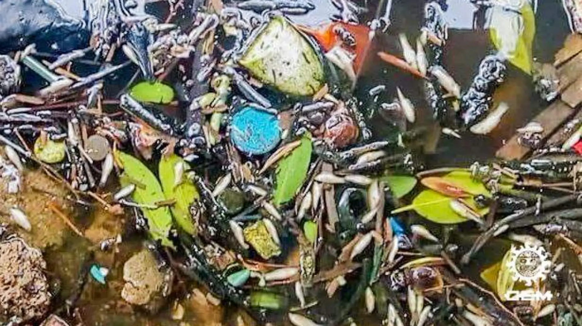 Acapulco - denuncian alta mortandad de peces en la laguna negra de puerto marqués